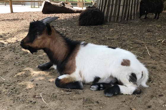 Hagenbecks tierische Neuzugänge heißen Heinrich und Bakari