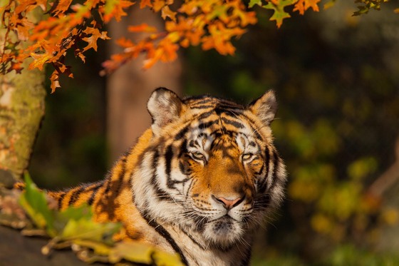 2G-Regelung bei Hagenbeck – ab dem 29.11. öffnen Tierhäuser und das Streichelgehege