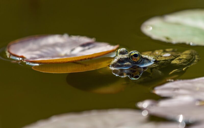 Verschlammter Teich? – So entfernen Sie den Schlamm ohne Sauger!